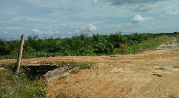 YLBHR Gugat PT BSP dan Mantan Anggota DPRD Kampar Terkait Kawasan Hutan
