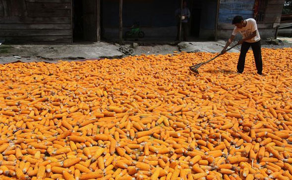 Kemendag Pastikan Sudah Teken Izin Impor 100 Ribu Ton Jagung