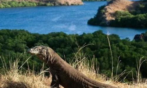 Gubernur NTT Putuskan Tutup Taman Nasional Komodo, Ini Alasannya