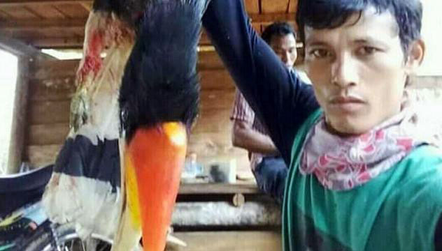 Polres Kuansing Ringkus Pelaku Pembantai Burung Rangkong, Satu DPO