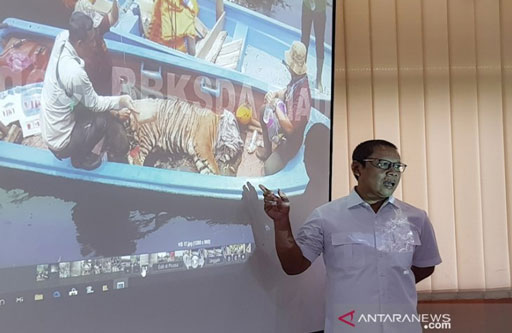 Jagawana dan Harimau Terperangkap Jerat Pemburu di Kawasan Hutan Restorasi