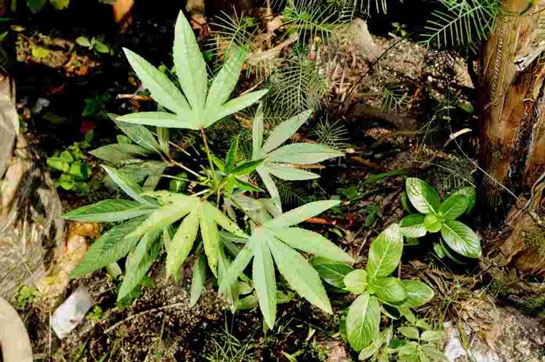 Ganja Bisa Disayur, Apakah Ada Dampak Berbahaya bagi Tubuh?
