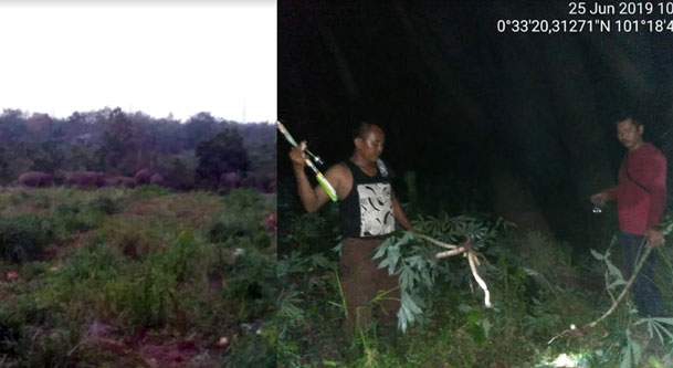Lagi, Komplotan Gajah Liar Rusak Lahan Sawit Warga Tapung