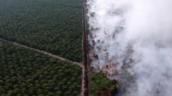 Jokowi Ancam Pecat Jenderal, Ini Fakta Kebakaran Hutan RI