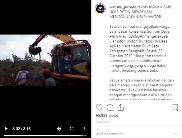 Viral Video Ular Piton 200 Kilogram Diangkut dengan Ekskavator, Ini Ceritanya...