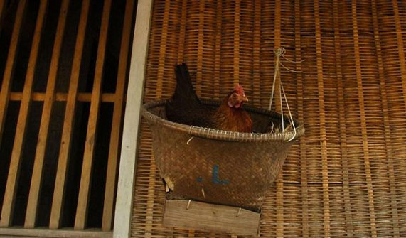 Moeldoko Usul 1 Keluarga Pelihara Ayam untuk Atasi Stunting