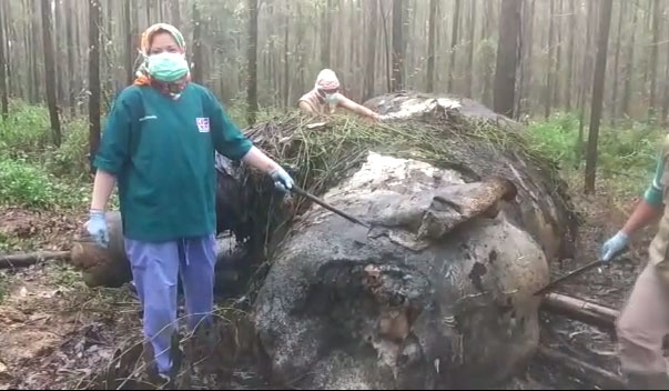 Gajah Mati Dengan Kepala Terpenggal Ditemukan Di Konsesi HTI Arara Abadi