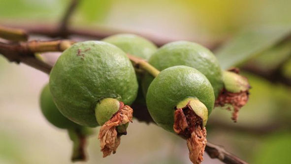 5 Manfaat Jambu Biji untuk Bayi