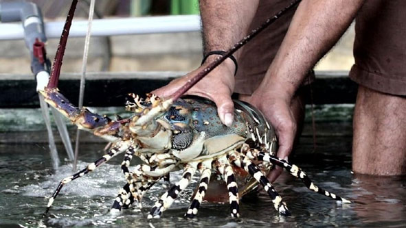 Ada Bandar Besar Singapura Penyelundup Lobster RI ke Vietnam