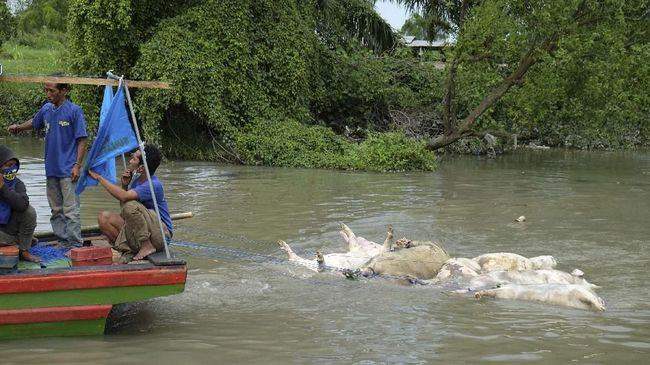 22.985 Babi Mati di Sumut Akibat Kolera