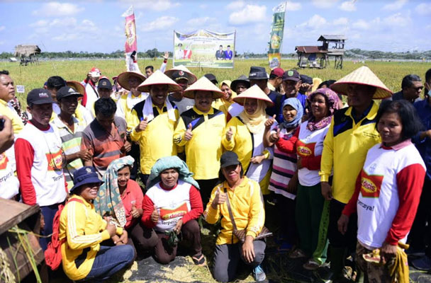 Bupati Bengkalis Panen Raya Padi dengan Masyarakat Desa Harapan Baru