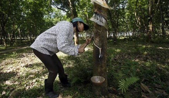 Petani Karet `Menangis`: Harga Jeblok, Serapan Pabrik Rendah