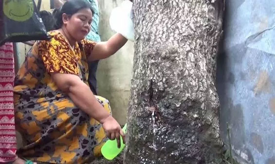 Kenapa Pohon Akasia di Jember Bisa `Menangis`? Ini Penjelasan Secara Ilmiah