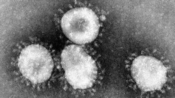 Studi: Manfaat Kina Diduga Bisa Jadi Calon Antivirus Corona
