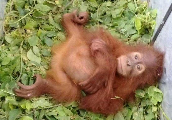 KLHK Gagalkan Penyelundupan Orangutan dari Dalam Bus Cargo di Pekanbaru