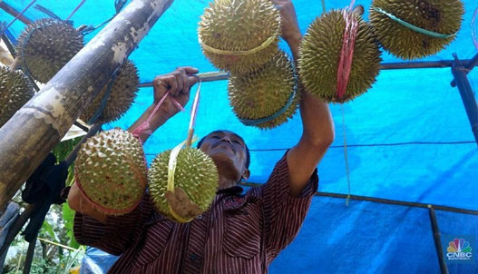 Soal Durian RI Pun Kalah Telak dengan Malaysia, Kok Bisa?