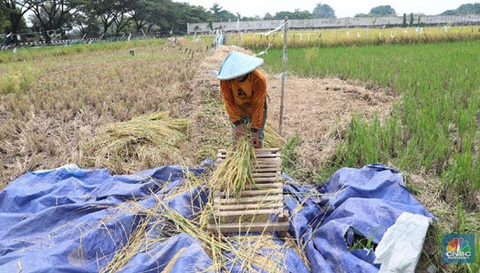 RI Terancam Krisis Pangan, Produksi Padi Digenjot