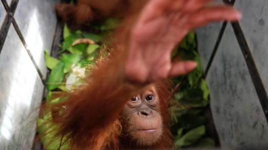 Alert! Orangutan Terancam Punah & Kelaparan Gegara Corona