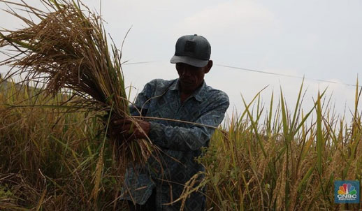 Panik! Negara-Negara Lain Amankan Diri dari Krisis Pangan