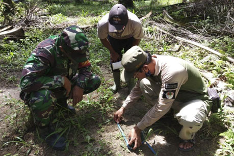 Harimau Sumatera Terkam Dua Anak Sapi di Kampar, BBKSDA Riau Turunkan Petugas