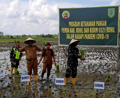 Bersama Masyarakat Tanam Padi, Bupati Suyatno dan Dandim 0321 Rohil Terjun ke Sawah