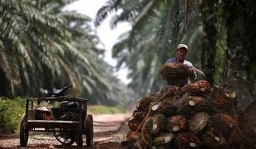 Pemerintah Guyur Rp 2,5 T untuk Sawit, Buat Apa?