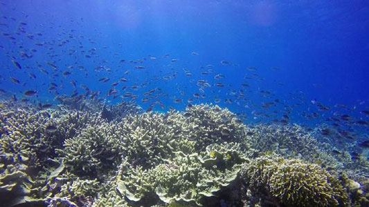 Plankton yang Punya Peran Penting untuk Bumi