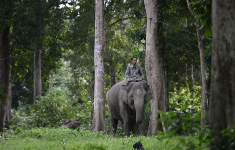 Kawanan Gajah Rusak Kebun dan Tanaman Warga Langgam, BBKSDA Riau Turunkan Petugas