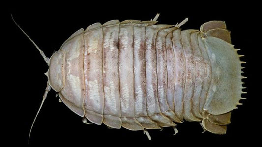 LIPI Temukan `Kecoak Raksasa` di Laut Indonesia