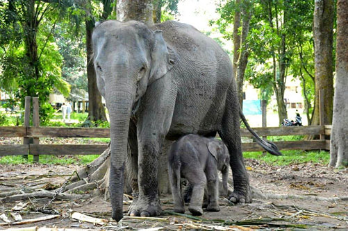 Seekor Bayi Gajah Jantan Lahir di TWA Buluh Cina, Gubri Beri Nama Damar