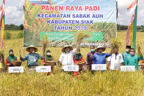 Ini kata Alfedri saat Panen Padi di Kampung Laksamana, Sabak Auh