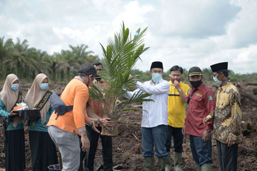 Gubri Tanam Perdana Program Peremajaan Sawit Rakyat