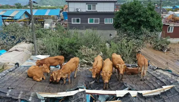 Puluhan Sapi Hinggap di Atap Rumah saat Banjir di Korea, Begitu Air Surut Tak Bisa Turun