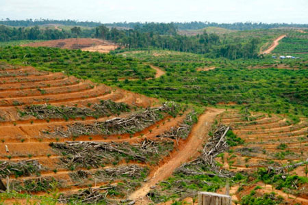 Pemprov Riau akan Libatkan KLHK Tertibkan Perkebunan Ilegal