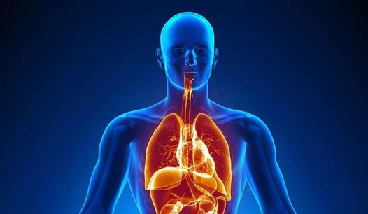 Ilmuwan Temukan Mikroplastik dan Nanoplastik pada Organ Tubuh Manusia