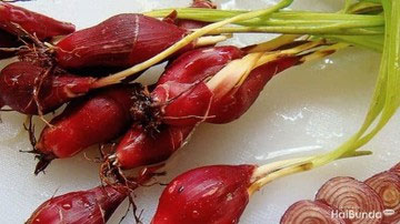 7 Manfaat Bawang Dayak bagi Kesehatan: Atasi Diabetes hingga Cegah Kanker