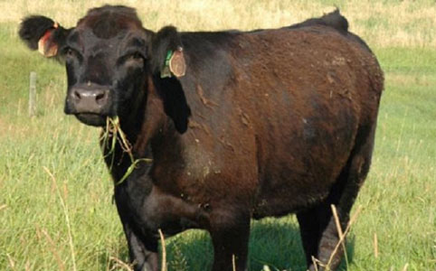 5 Cara agar Terhindar dari Penyakit Brucellosis