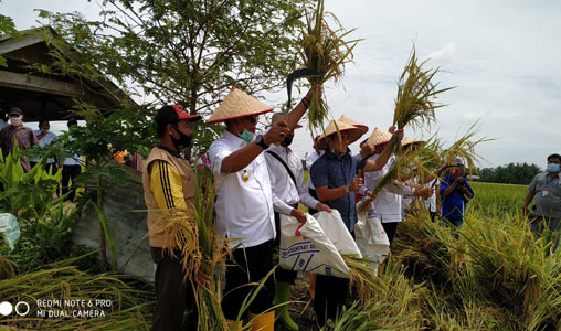 Bupati Suyatno Panen Raya Padi Sawah di Desa Mukti Jaya Seluas 189 Ha