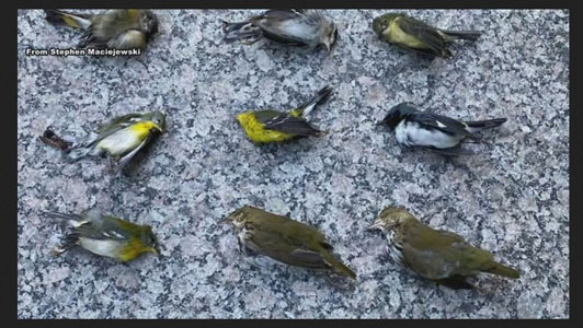 Pertanda Apakah Ini? Ribuan Burung Mati Jatuh dari Langit