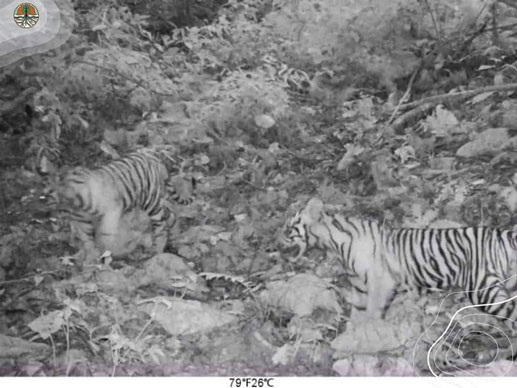 Tiga Anak Harimau Terekam Kamera di Bukit Tiga Puluh Riau