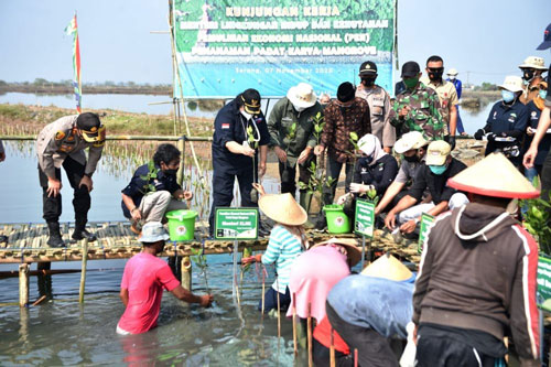 Program Padat Karya Mangrove KLHK Serap 35 Ribu Lebih Pekerja, Termasuk Riau
