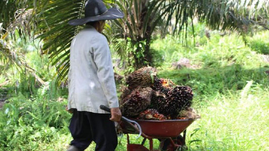 Petani Sawit Belum Nikmati Program B30