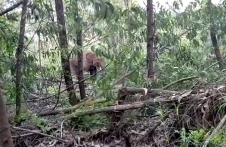 Berada 300 meter dari Rumah Warga, BKSDA Riau Giring Gajah di Pelalawan ke Habitat