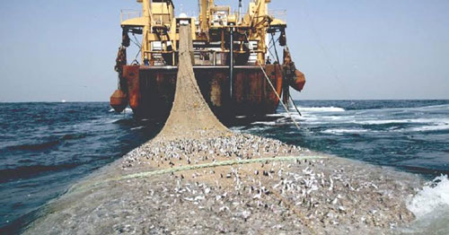 Tiga Fokus Dinas Kelautan dan Perikanan Riau Tahun Ini, Salah Satunya Illegal Fishing