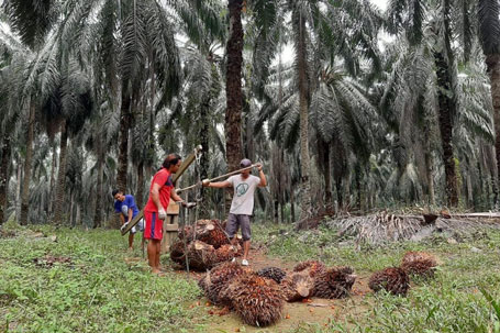 Panen Cuan, Petani Sawit di Siak Dapat Rp1 Miliar