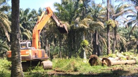 Tunggu PP, Pemprov Riau Pastikan Eksekusi 1,2 Juta Hektar Kebun Ilegal