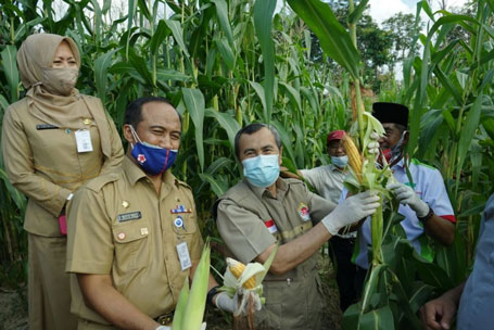 Ikut Programkan Ketahanan Pangan, Riau Siapkan 30.000 hektar lahan