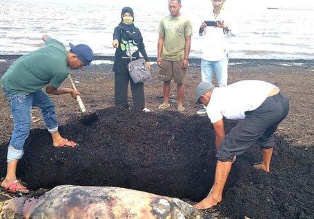 Ikan Duyung Ditemukan Mati di Pantai Dumai