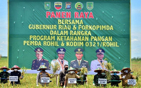 Bupati Rohil Dampingi Gubri, Danrem dan Kapolda Riau Panen Raya di Pekaitan