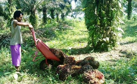 Kemen-LHK: Lewat PP Ini, Masalah Kebun Sawit dalam Kawasan Hutan Bisa Diselesaikan